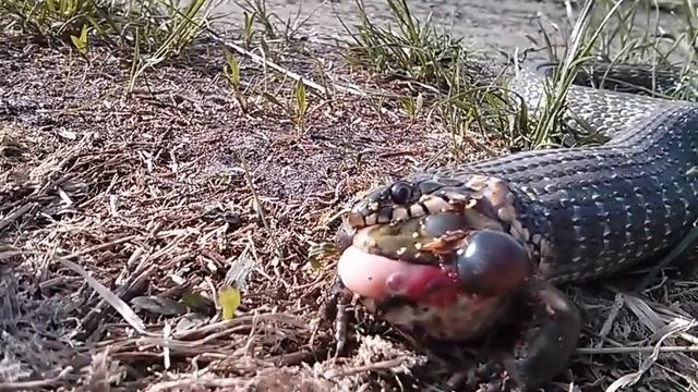 Змея поедает жабу смотреть онлайн