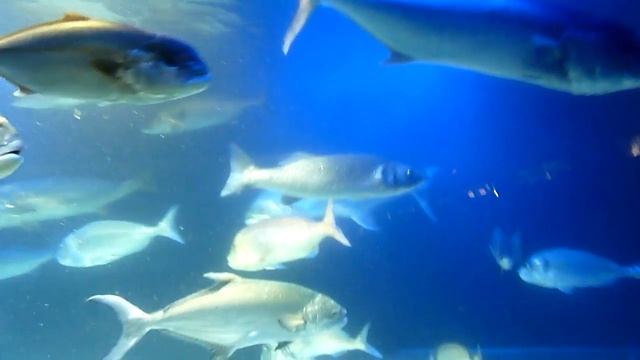 аквариум океанографического музея Монако смотреть онлайн