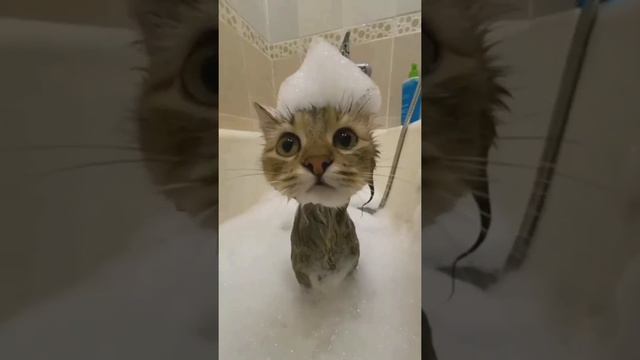 Смешное котэ с пенкой на голове