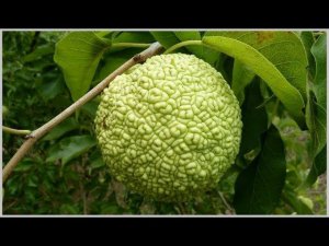 Маклюра - проблемы с суставами исчезнут навсегда!!!***Помоги себе сам***Домашний доктор!!!