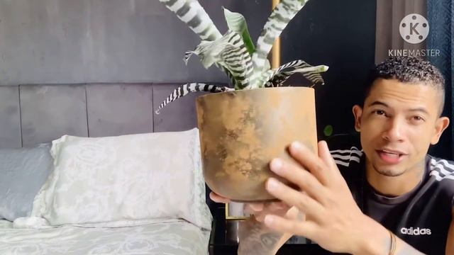 Como cuidar bromélia Black смотреть онлайн