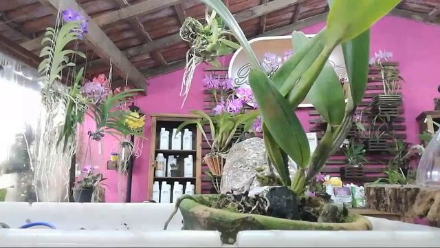 Plantio Pet Cattleya смотреть онлайн