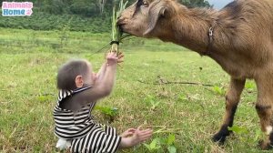 Sweet moments of monkey BiBi and friends