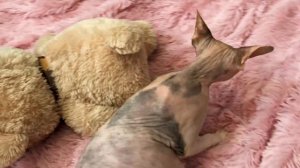 БЕРЕМЕННАЯ СФИНКС ♡ РОДЫ СФИНКС