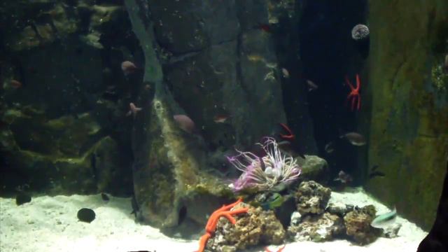 2 Hours of Beautiful Coral Reef Fish, Relaxing Ocean Fish, & Stunning Aquarium Relax Music смотреть онлайн