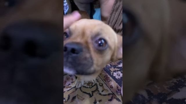 Приготовление пельменей с замараживанием к Новому году.