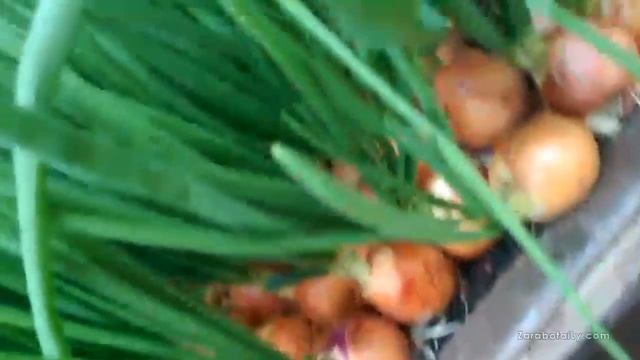 Обзор зелени лука Каратальский VS лук Штутгартер Ризен смотреть онлайн