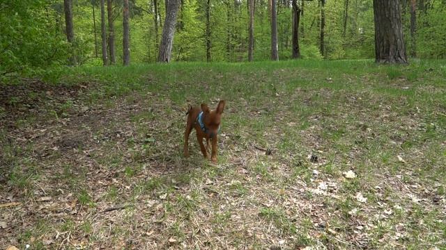 Цвергпинчер на съемкиI8(916)702-11-08 Москва смотреть онлайн