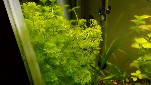 Planta Acuática Ambulia (Limnophila sessiliflora) Sin Copyright смотреть онлайн