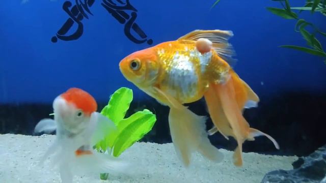 Peace among Bloapies смотреть онлайн