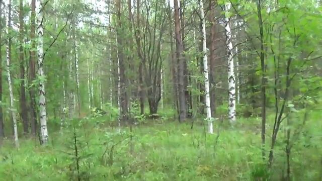 в тайгу за грибами.@DRUIDFEOFAN смотреть онлайн