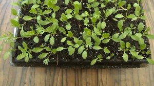 ВЫРАЩИВАЕМ НИГЕЛЛУ ВОСТОЧНУЮ.ЛУЧШИЙ СПОСОБ!!