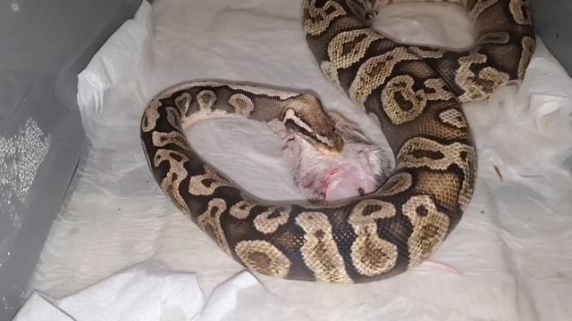 Ball Python Hunts An Eats Large Fancy Rat Warning Live Feeding Video #livefeeding #tntballs #snakes смотреть онлайн