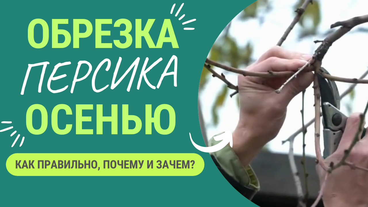 Осенняя обрезка персика. Внимание! Походит только, если ваш регион не очень холодный! смотреть онлайн