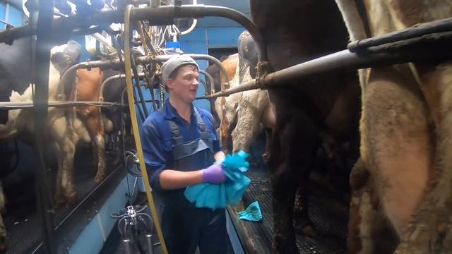WE ARE DOING IT !! MILKING COWS !!! смотреть онлайн