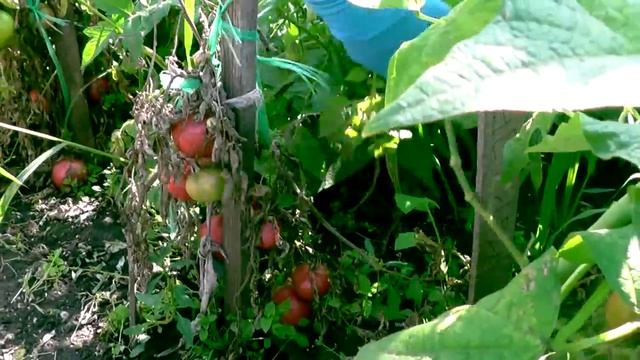 Томаты посадил и забыл, открытый грунт ИТОГИ(30.08.2019)ЧАСТЬ 1 смотреть онлайн