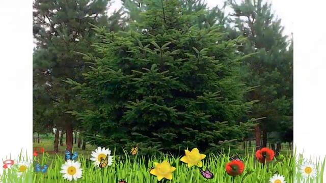 Пихта белая (abies alba) ? Обзор: посадка и уход. саженцы, крупномеры пихты : описание и особенност смотреть онлайн