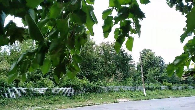 Медвежий орех.Турецкая лещина.Кавказкая лещина.Мега урожай.2019. смотреть онлайн