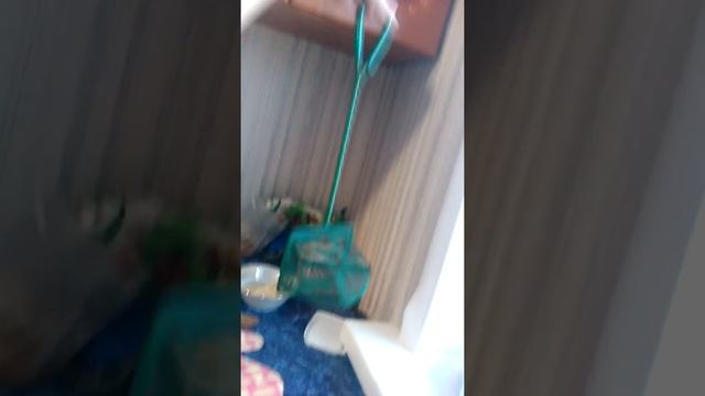 Когда родит гуппи смотреть онлайн