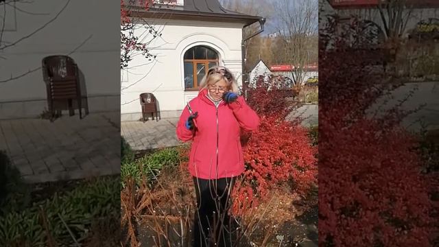 Октябрь-Ноябрь. Срочно режем гортензии. смотреть онлайн