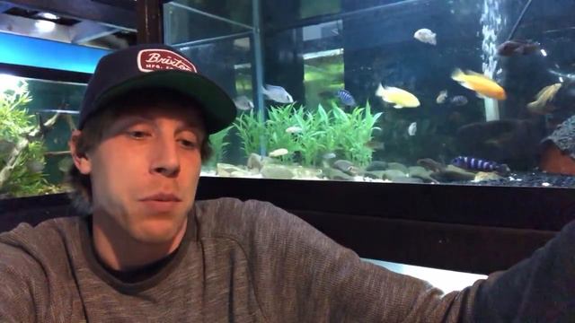 Cheapest Aquarium Background? Easy DIY