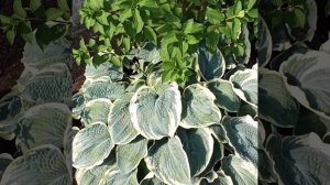 Хоста Американ Хело