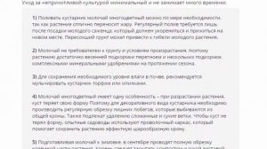 Молочай многоцветный, посадка и уход, посадка и уход