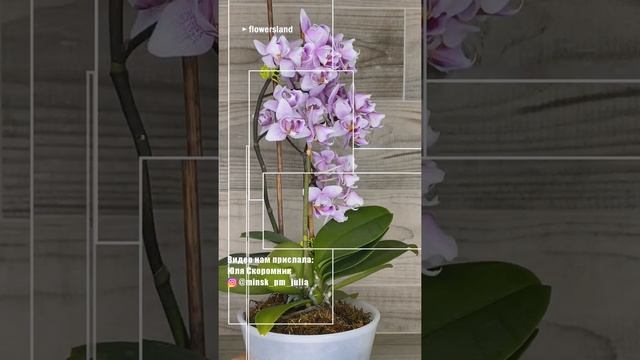 Фаленопсис 'Пинк Дрим' пелорик (Phalaenopsis 'Pink Dream' peloric) смотреть онлайн