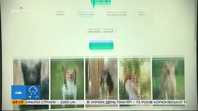 Приютить бездомного кота или собаку: как найти верного друга?