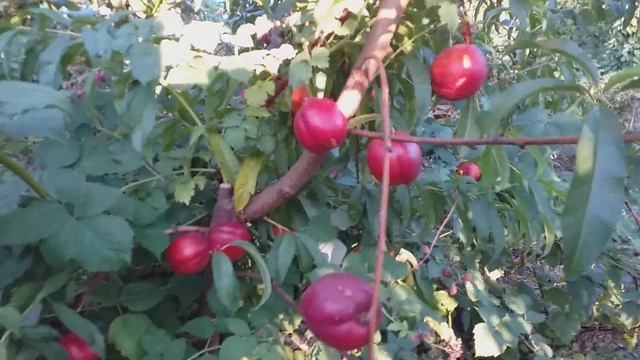 Нектарин сорт Флейвор Топ (Flavor Top) Морозостойкость и урожайность на высшем уровне.