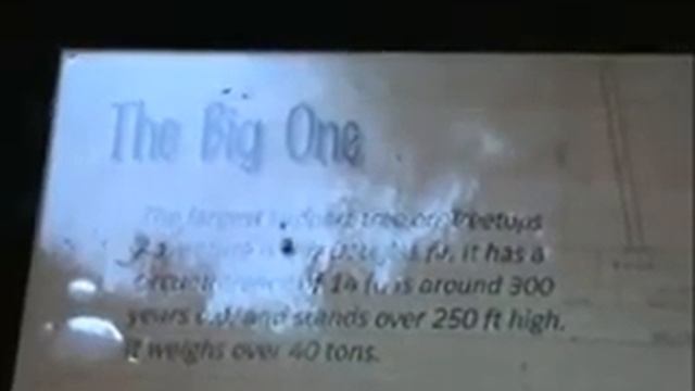 Rainforest- Capilano Suspension Bridge - Vancouver, Canada