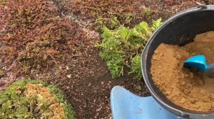 ОБРИЕТА/ ПРИВОЖУ В ПОРЯДОК многолетник после зимы.