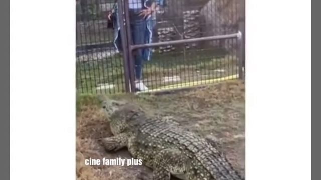 OMG 😮actress Kajal Aggarwal playing with animals at zoo😯😯 смотреть онлайн