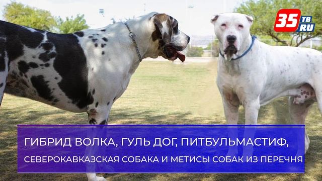 В России определили потенциально опасные породы собак смотреть онлайн