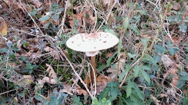 Parasol mushroom / Coulemelle смотреть онлайн
