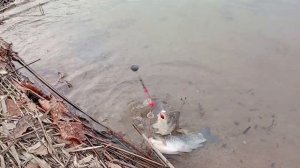 Рыбалка в Приморье.Открытие сезона на карася и сазана.Озеро в Ливадии 10.04.22г.