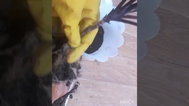 #кордилина #пересадка #cordylina #цветочныймикс Кордилина.Пересадка.