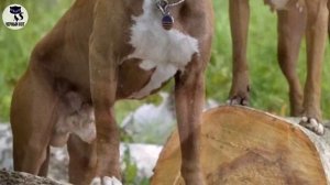 ✔Питбуль, 5 причин завести питбуля. Чем замечательна эта порода?