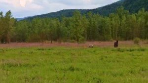 ПЕРЕСЕЛЕНЦЫ В ЗАКАРПАТЬЕ🏞️ ГОРЫ В КАРПАТАХ, РЕКА ТИСА