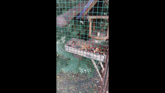 Белочки в парке Смоленска смотреть онлайн