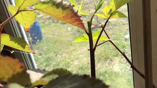 Ежевика Фридом в горшках в помещении. смотреть онлайн