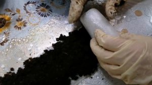 ПОСЕВ ПЕТУНИИ. ПОСЕВ В УЛИТКУ. СПОСОБ2