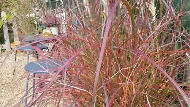 Miscanthus sinensis 'Red Chief' смотреть онлайн
