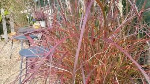 Miscanthus sinensis 'Red Chief'