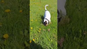 MY FAVORITE DOG / ИНТЕРЕСНОЕ ВИДЕО / СОБАКИ / ПРИКОЛЬНЫЕ ЖИВОТНЫЕ / ДАЧА