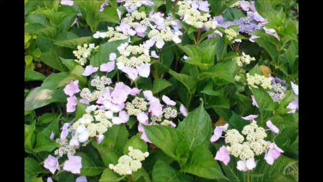 Tips On Growing Blue Cassell  Hydrangea