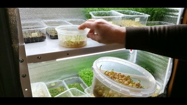 ?????МИКРОЗЕЛЕНЬ. САМЫЕ БЫСТРЫЕ РАСТЕНИЯ. Обзор стеллажа с посевами