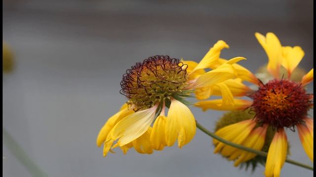 Tango Mango – 2:12 Quincas Moreira ( Поп - Романтическое ) смотреть онлайн