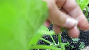 СУПЕР ПУЧОК / Как формировать огурцы с пучковой и суперпучковой завязью