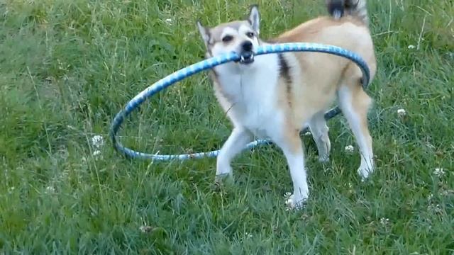 Hilldur the rocking Norwegian Lundehund / Puffin Dog смотреть онлайн